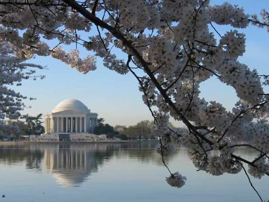Hanami in DC.png